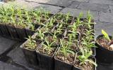 piccole piante di Dianthus rupicola (riprodotte da germoplasma locale, Timpa di Acireale) 