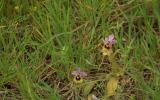Ophrys tenthredinifera, contrada Ponte 