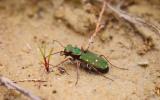 Cicindela campestre Cicindela campestris