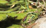 Rana verde Pelophylax kl. esculentus / lessonae