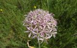 Aglio maggiore, Allium nigrum 