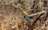 Gruccione Merops apiaster