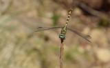 RNI Villasmundo, Il Gonfo forcipato Onychogomphus forcipatus, è una libellula poco comune, presente sul Rio Belluzza con una copsicua popolazione