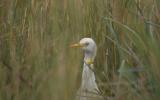 RNI Grotta Palombara. Un Airone guardabuoi Bubulcus ibis, tra i ciuffi di Hyparrenia irta. Sebbene sia un airone spesso si osserva nei prati. Si associa frequentemente agli erbivori pascolatori, da qui il nome italiano.