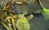 RNO Vallone di Piano della Corte, Una Testuggine palustre siciliana Emys trinacris nascosta sul fondo del torrente