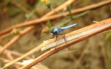 Orthetrum_brunneum_Frecciazzura celeste