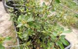 alcuni esemplari di Rhamnus alaternus